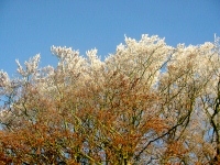 Home. Frosty trees inspire Aubyn de Lisle